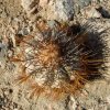 Copiapoa_atacamensis